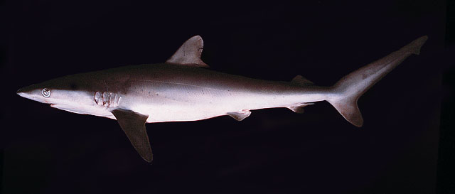 Carcharhinus brevipinna (Squalo pinna nera)